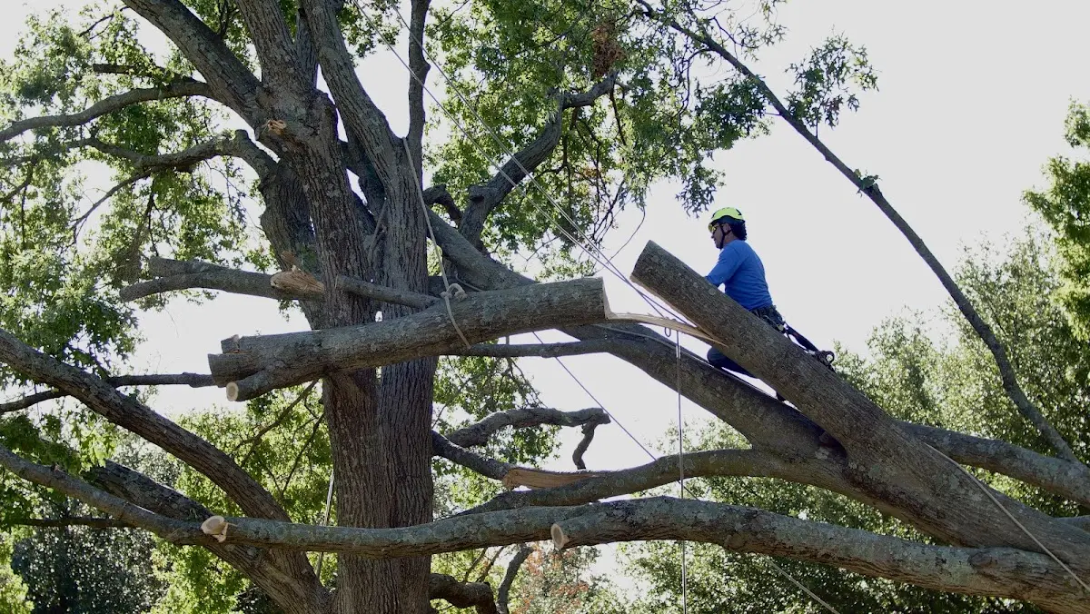 Professional Hazardous Tree Removal performed by certified arborists in Beach