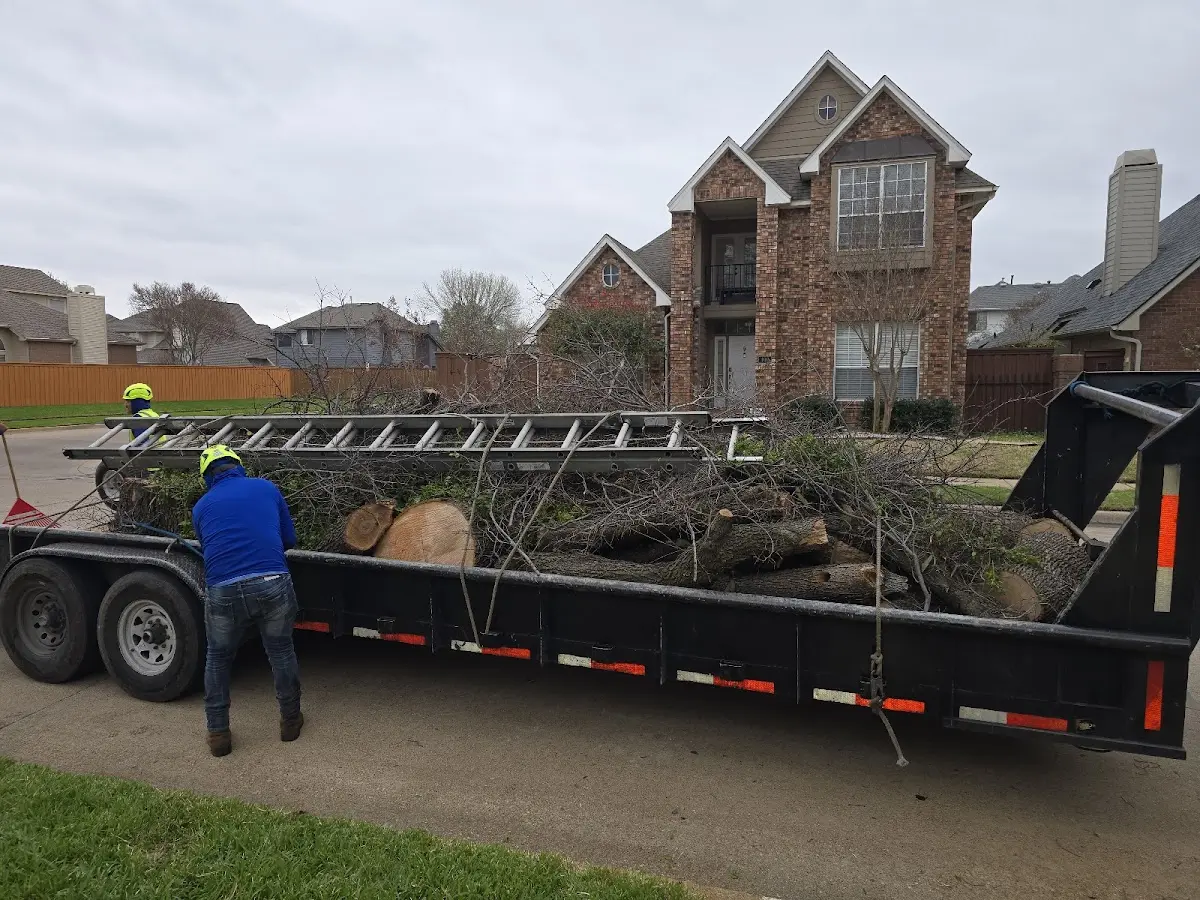 Expert Tree Fertilization with proper safety equipment in Beach